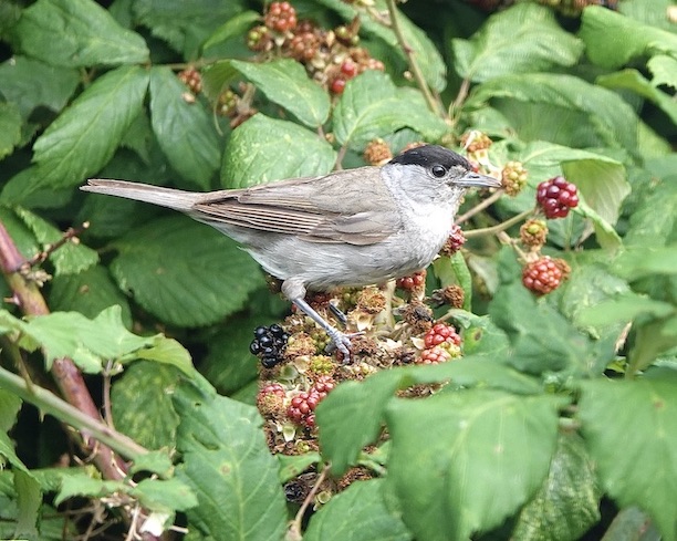 blackcap